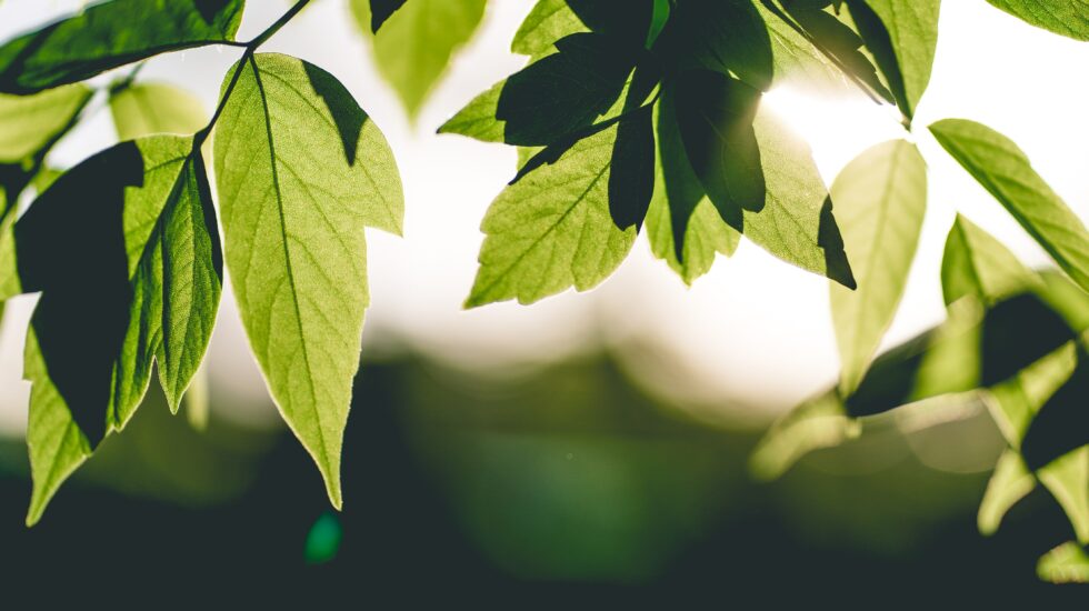 Mtech jatkaa toimintaansa normaalisti epidemiasta huolimatta